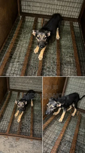 1-3 months Female Purebred German Shepherd