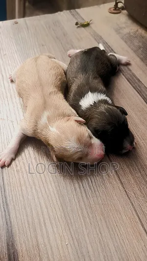 0-1 month Female Mixed Breed Dog