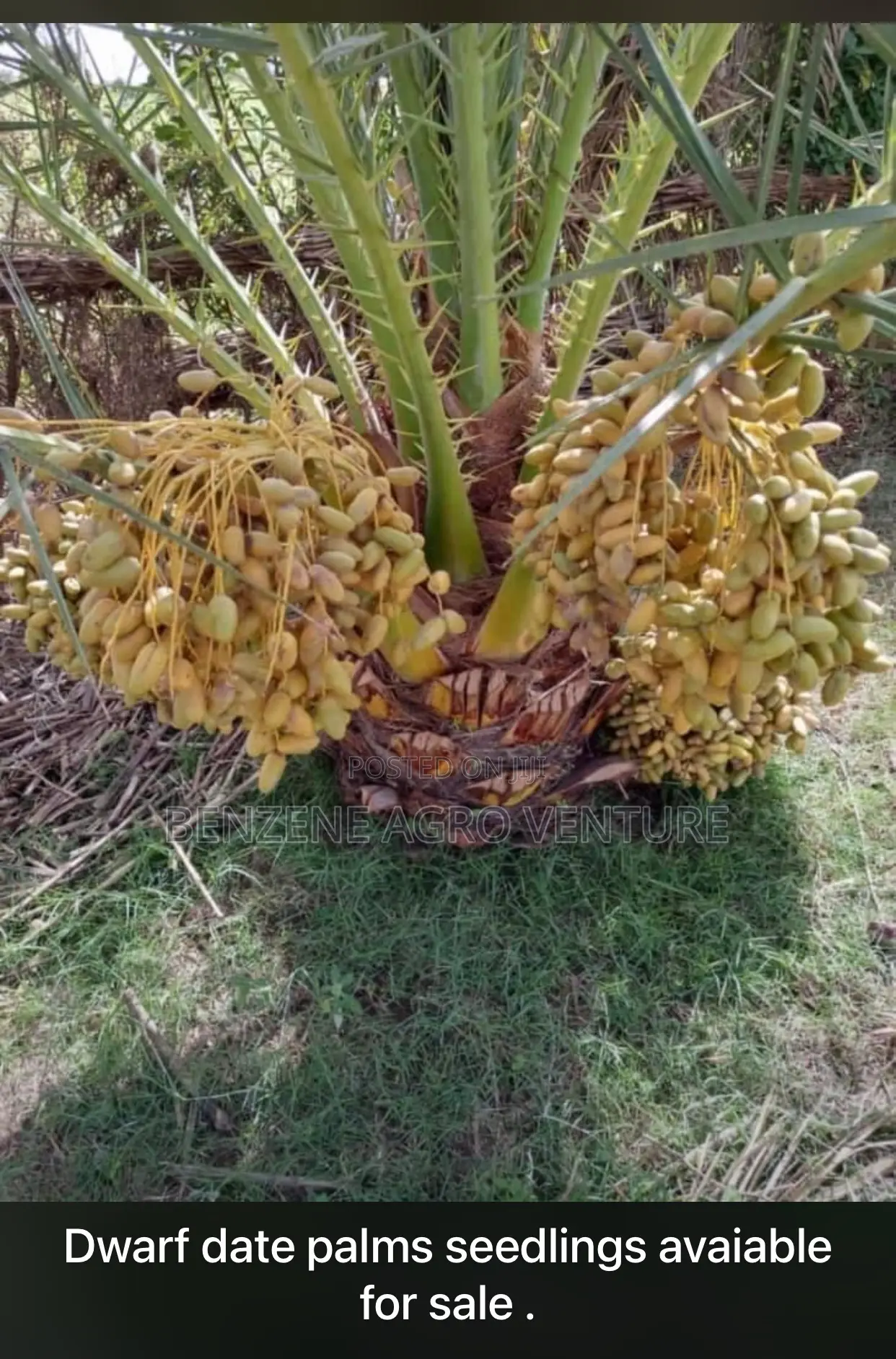 Date Palm Seedling