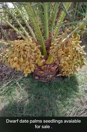 Date Palm Seedling