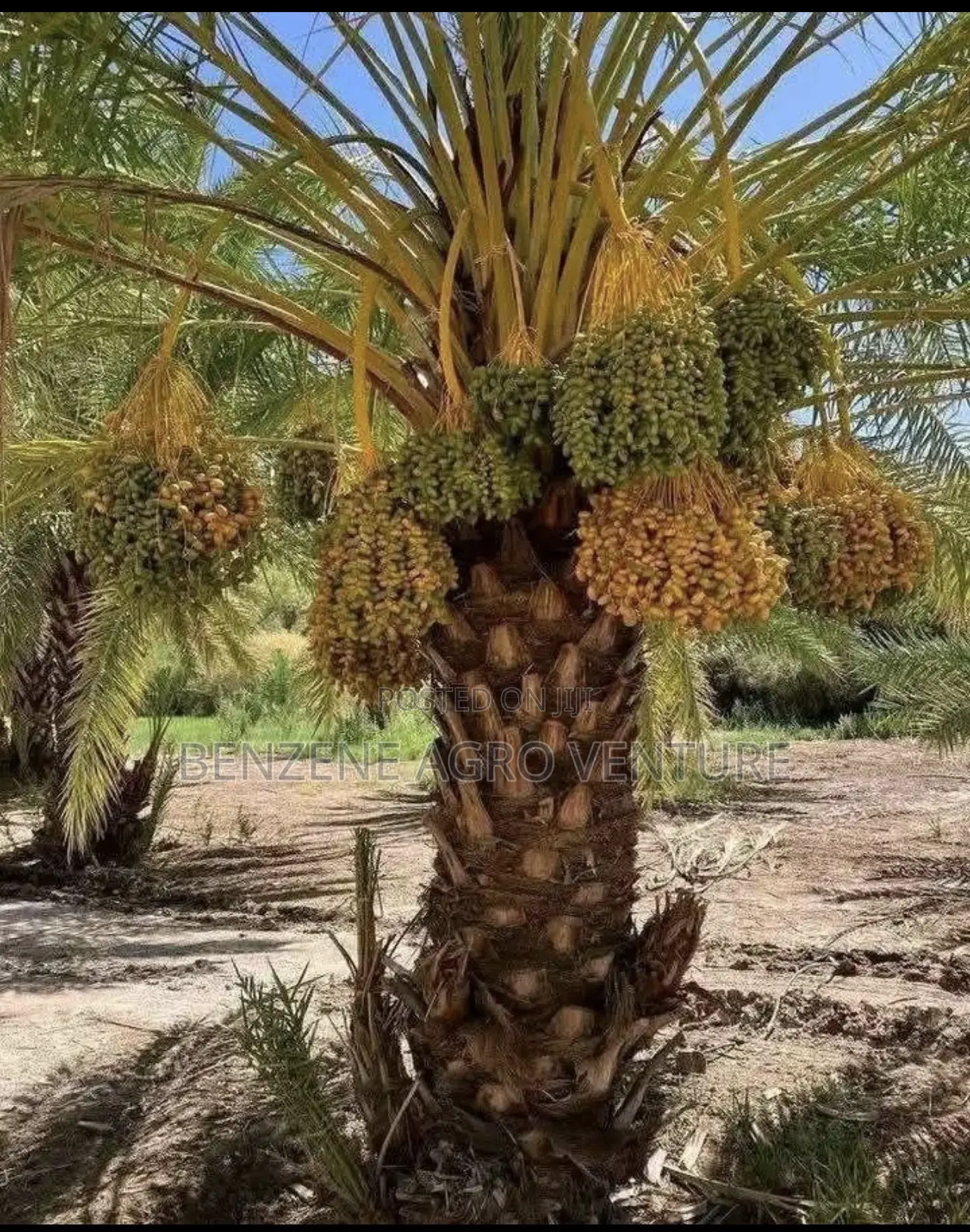 Date Palm Seedling