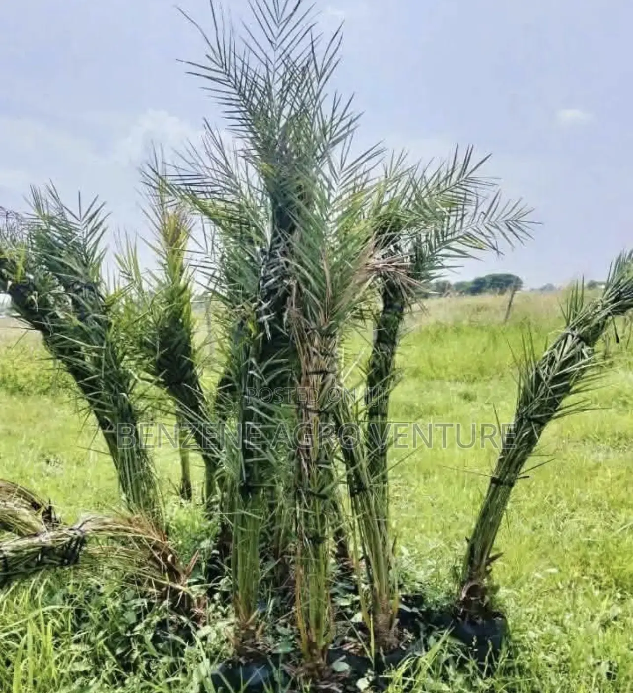 Date Palm Seedling
