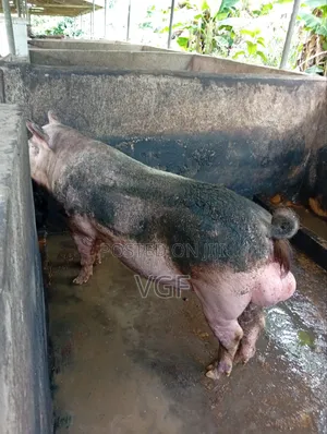Slaughter Boars Available for Sale
