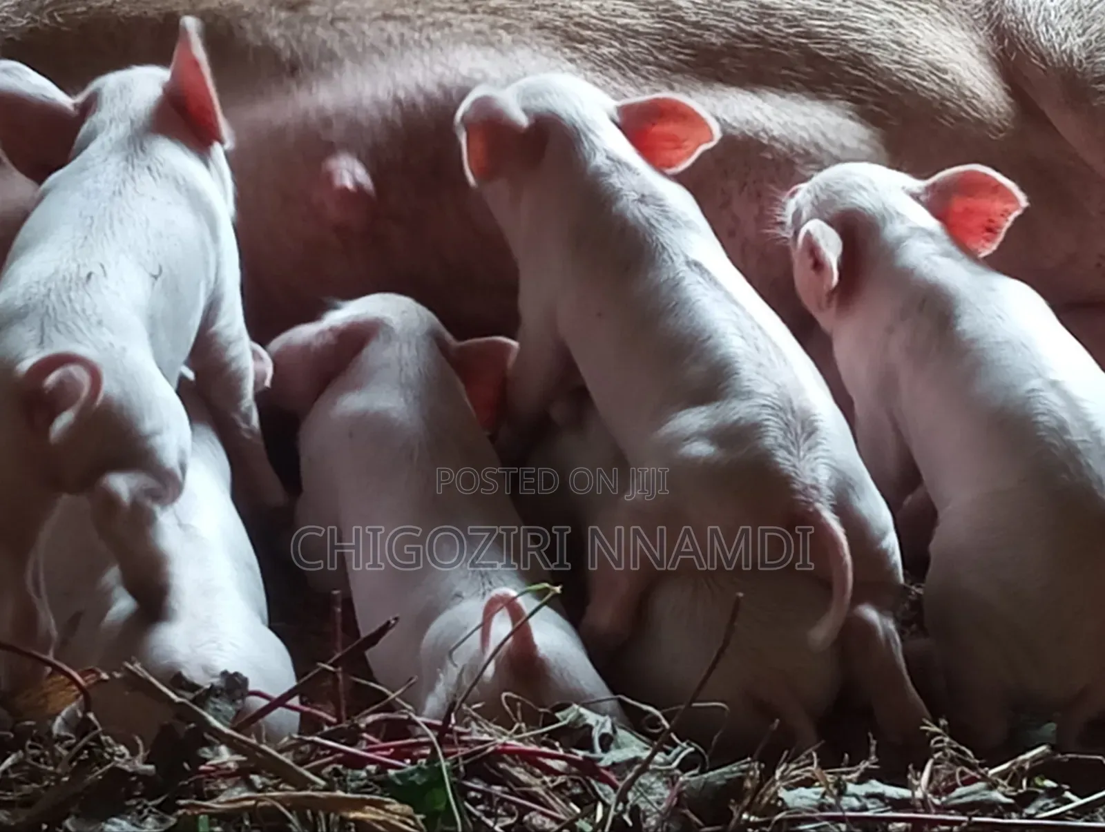 Large White Piglets