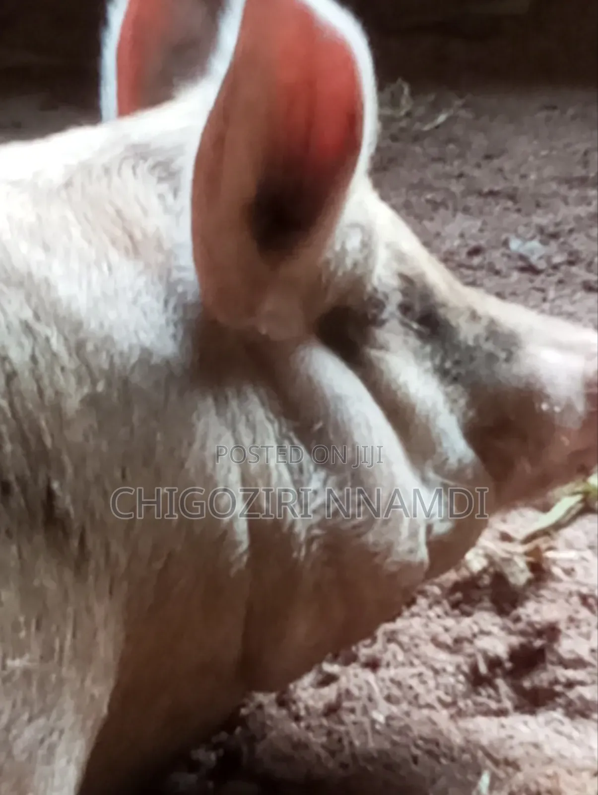 Large White Piglets