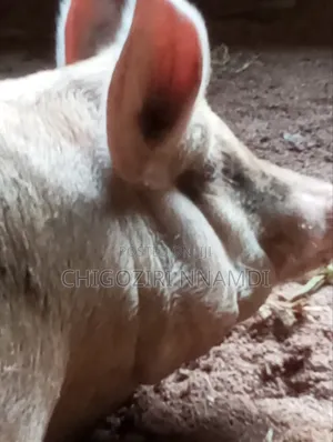Large White Piglets