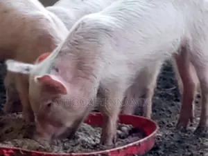 Large White Piglets