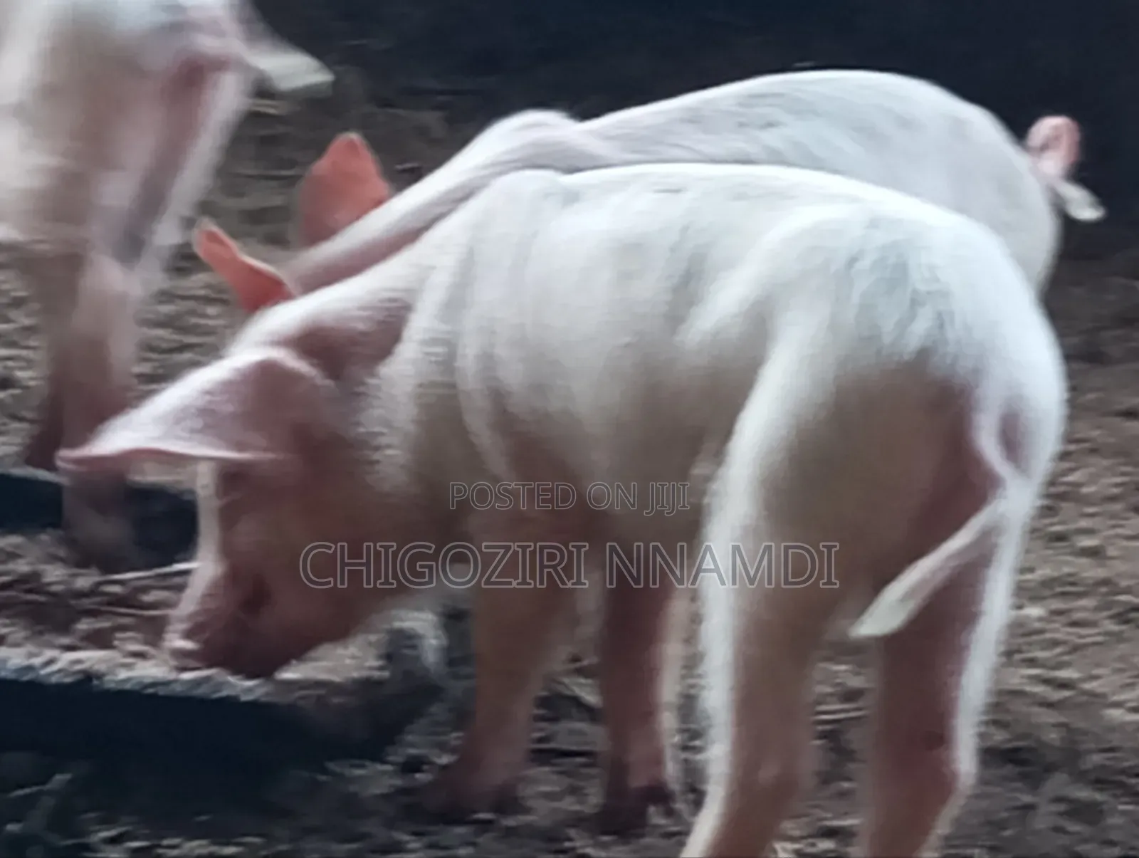 Large White Piglets