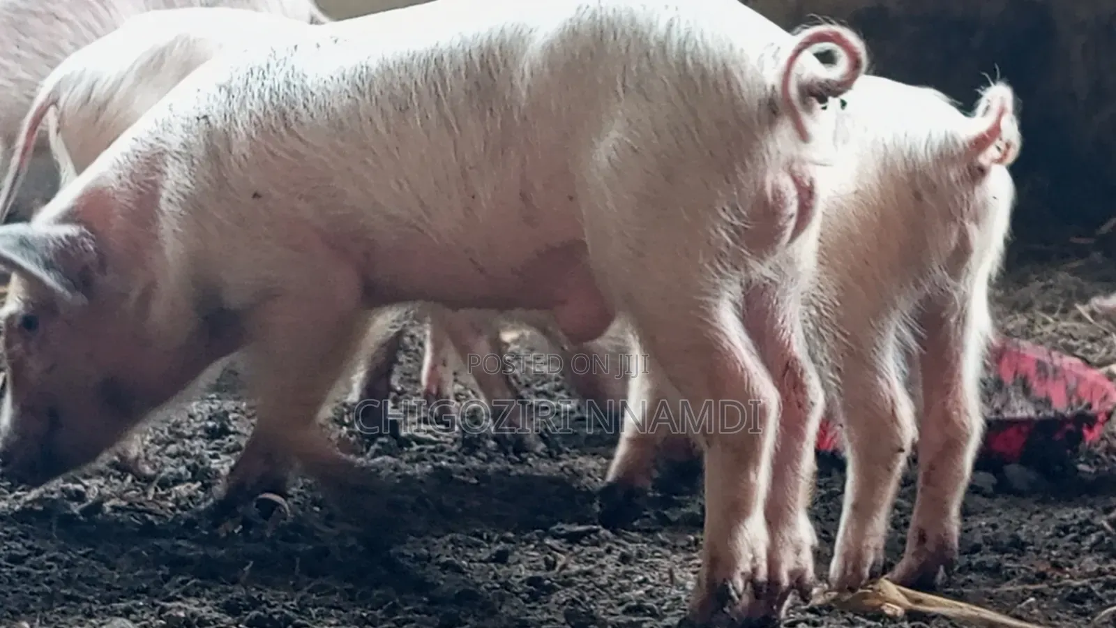 Large White Piglets