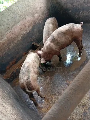 Slaughter Boars Available for Sale