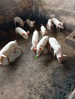 Weaners for Sale
