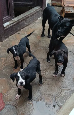 3-6 months Male Purebred American Pit Bull Terrier