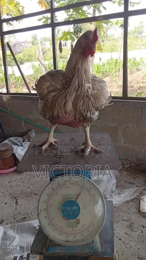 Agriculture