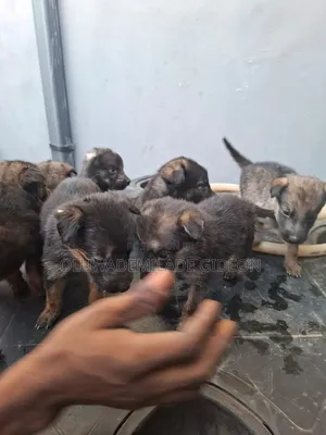 GSD Puppies for Sale