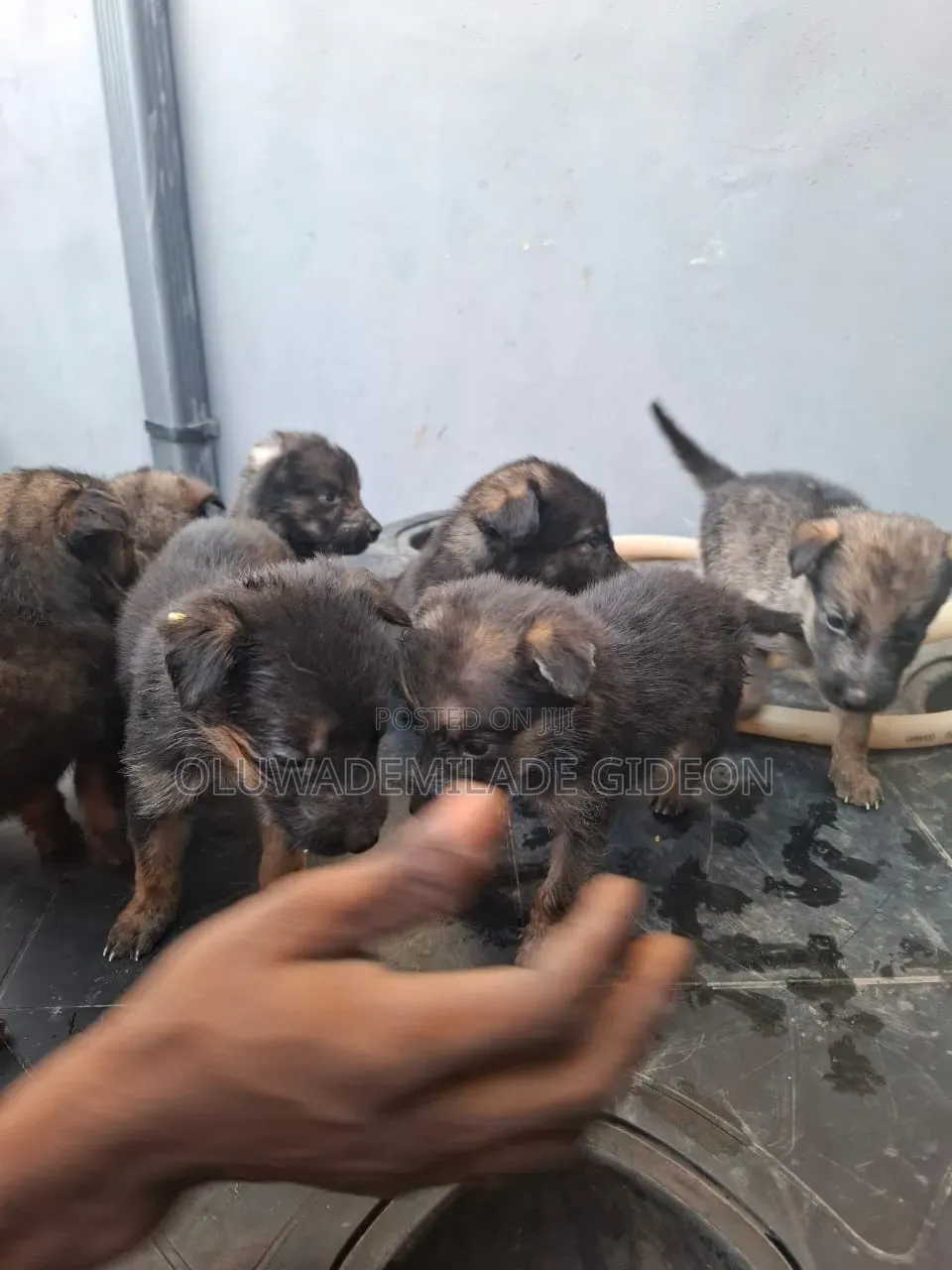 GSD Puppies for Sale