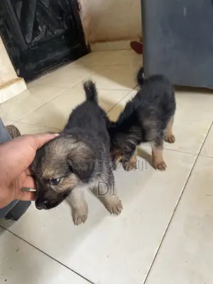 1-3 months Male Purebred German Shepherd