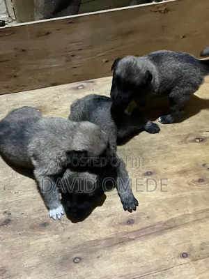 0-1 month Female Purebred Caucasian Shepherd