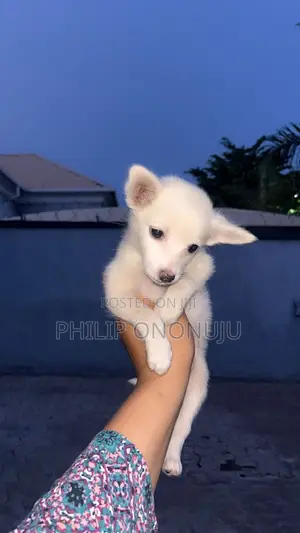 3-6 months Male Purebred American Eskimo