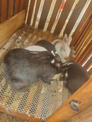 Healthy Rabbits for Sale 