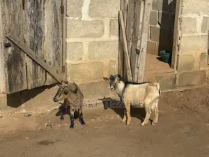 Healthy Goat