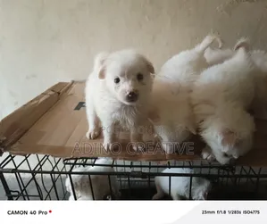 1-3 months Female Purebred American Eskimo