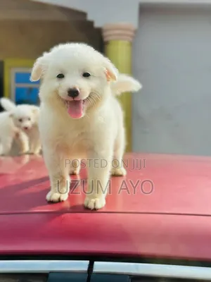 1-3 months Male Purebred American Eskimo
