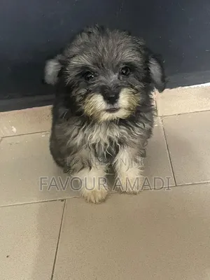 3-6 months Male Purebred Lhasa Apso