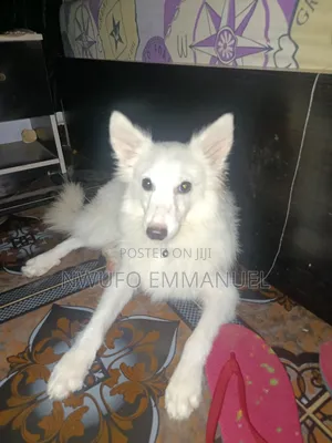 3-6 months Male Purebred American Eskimo