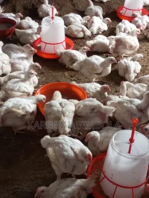 Healthy Matured Chickens