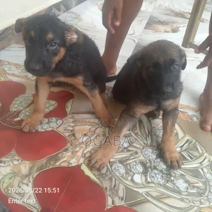 1-3 months Male Purebred German Shepherd
