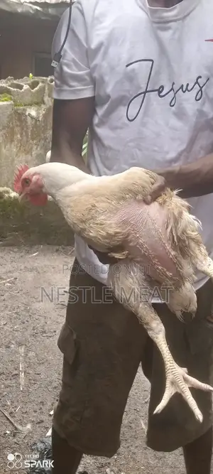 Live Matured Chicken