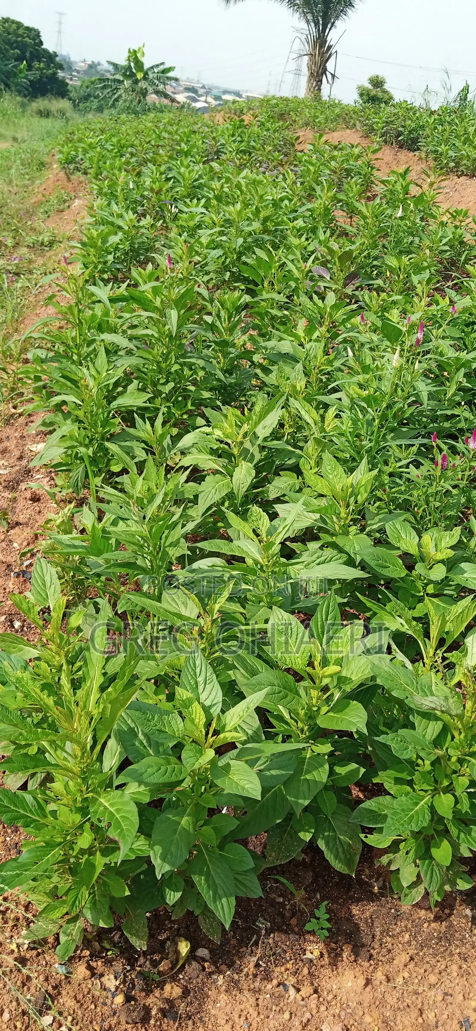 Premium NPK Compostplus Organic Fertilizer