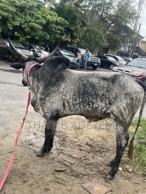 Livestock, Cow