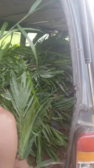 Supergene Palm Seedling
