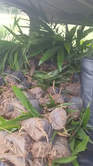 Supergene Palm Seedling