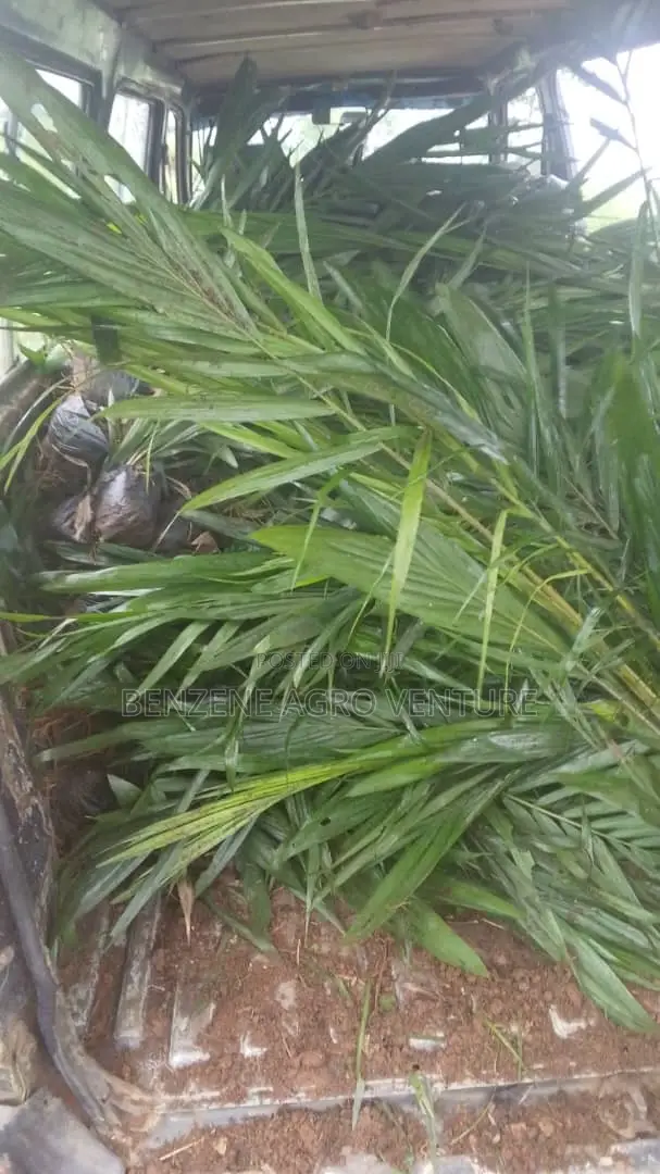 Supergene Palm Seedling