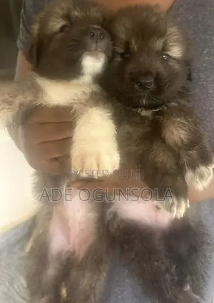 1-3 months Male Purebred Caucasian Shepherd