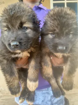 1-3 months Male Purebred Caucasian Shepherd