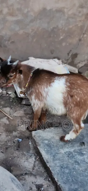 Male Goat for Sale