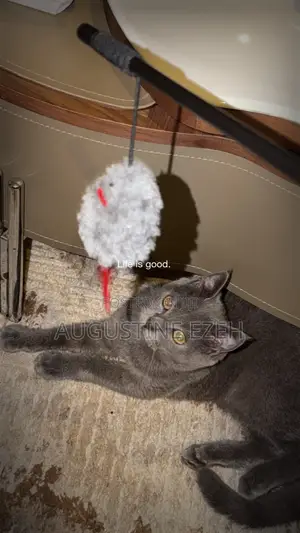 1-3 months Male Purebred British Shorthair
