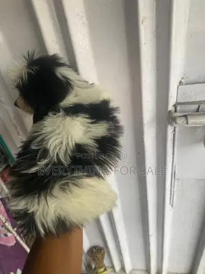 1-3 months Female Purebred Lhasa Apso