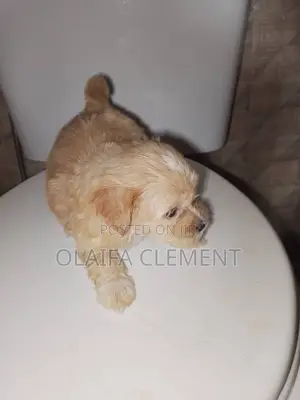 1-3 months Male Purebred Lhasa Apso