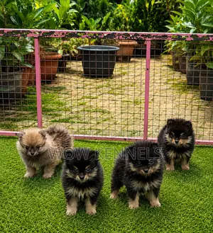 1-3 months Female Purebred Pomeranian