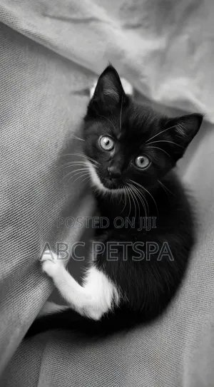 1-3 months Female Mixed Breed American Shorthair