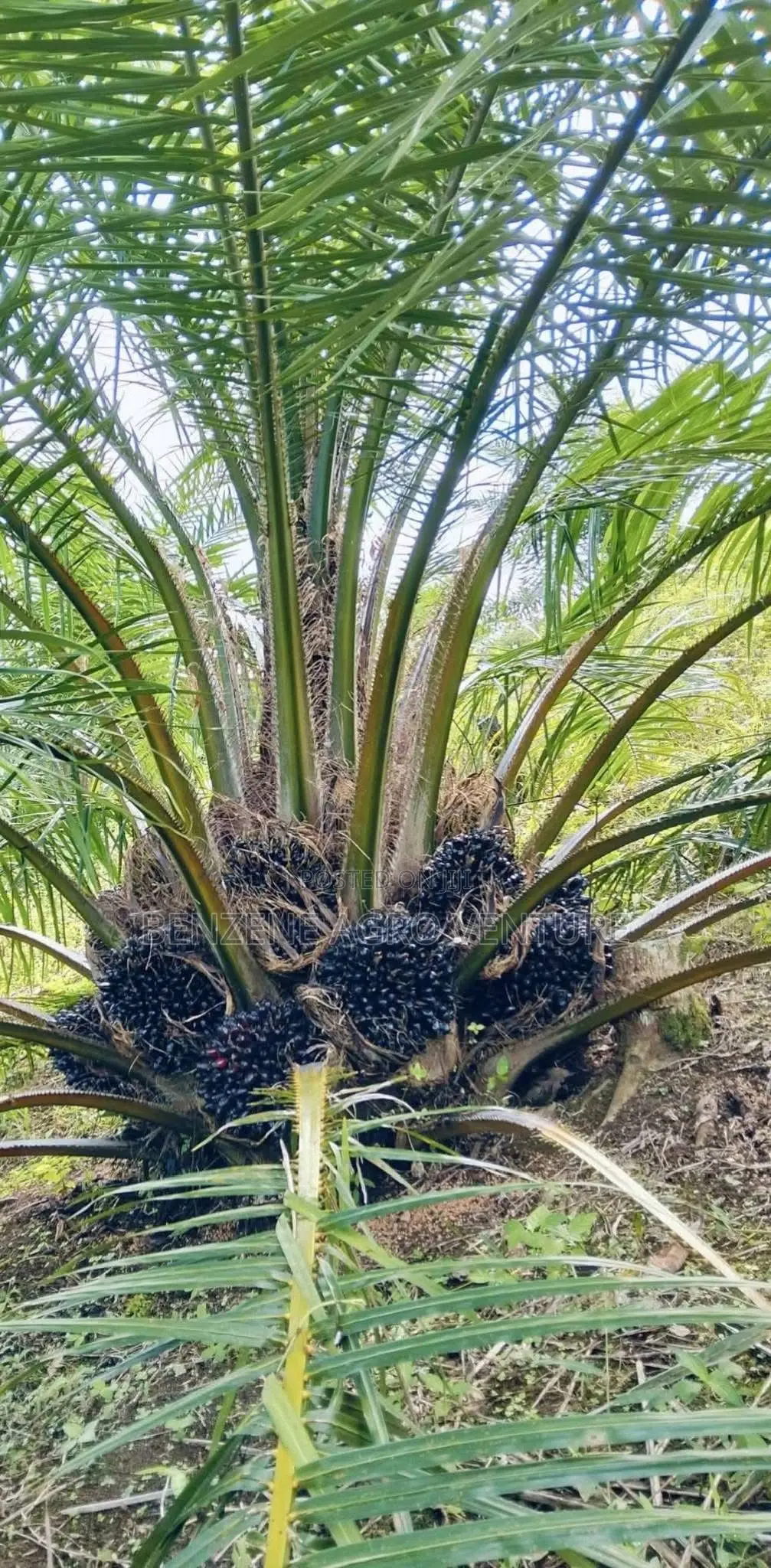 Tenera Palm Seeds And Seedling