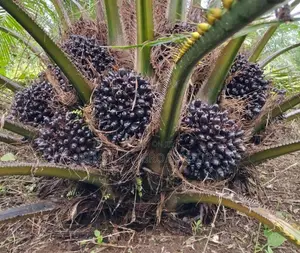 Tenera Palm Seeds And Seedling