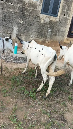 We Have Clean Spotless Cows