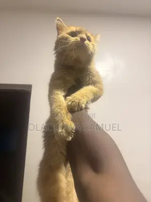 1+ year Male Purebred Persian