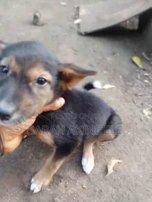 1-3 months Male Purebred Dog