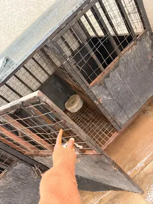 Big Dog's Cage